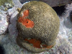 Red Boring Sponge on Symetrical Brain Coral